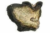 Mammoth Molar Slice With Case - South Carolina #291231-1